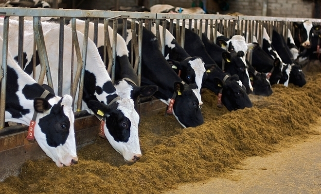 Termen pentru cererile ecoschemelor din zootehnie