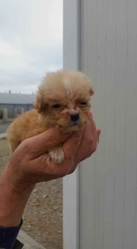 Campania VL "Adoptă un suflet" | Ia acasă un căţeluş cât o palmă!