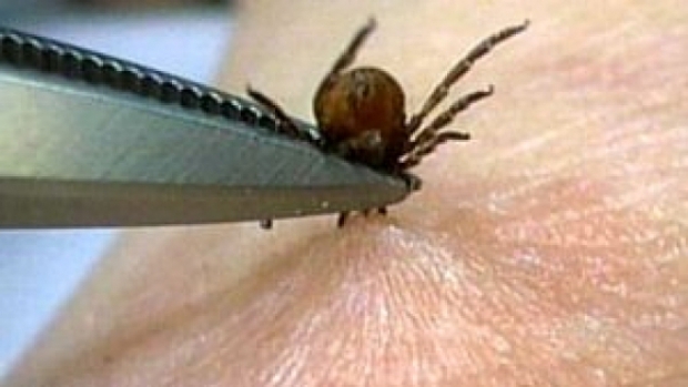 CĂPUŞELE, mai puţin agresive. Şapte gălăţeni au fost MUŞCAŢI într-o săptămână