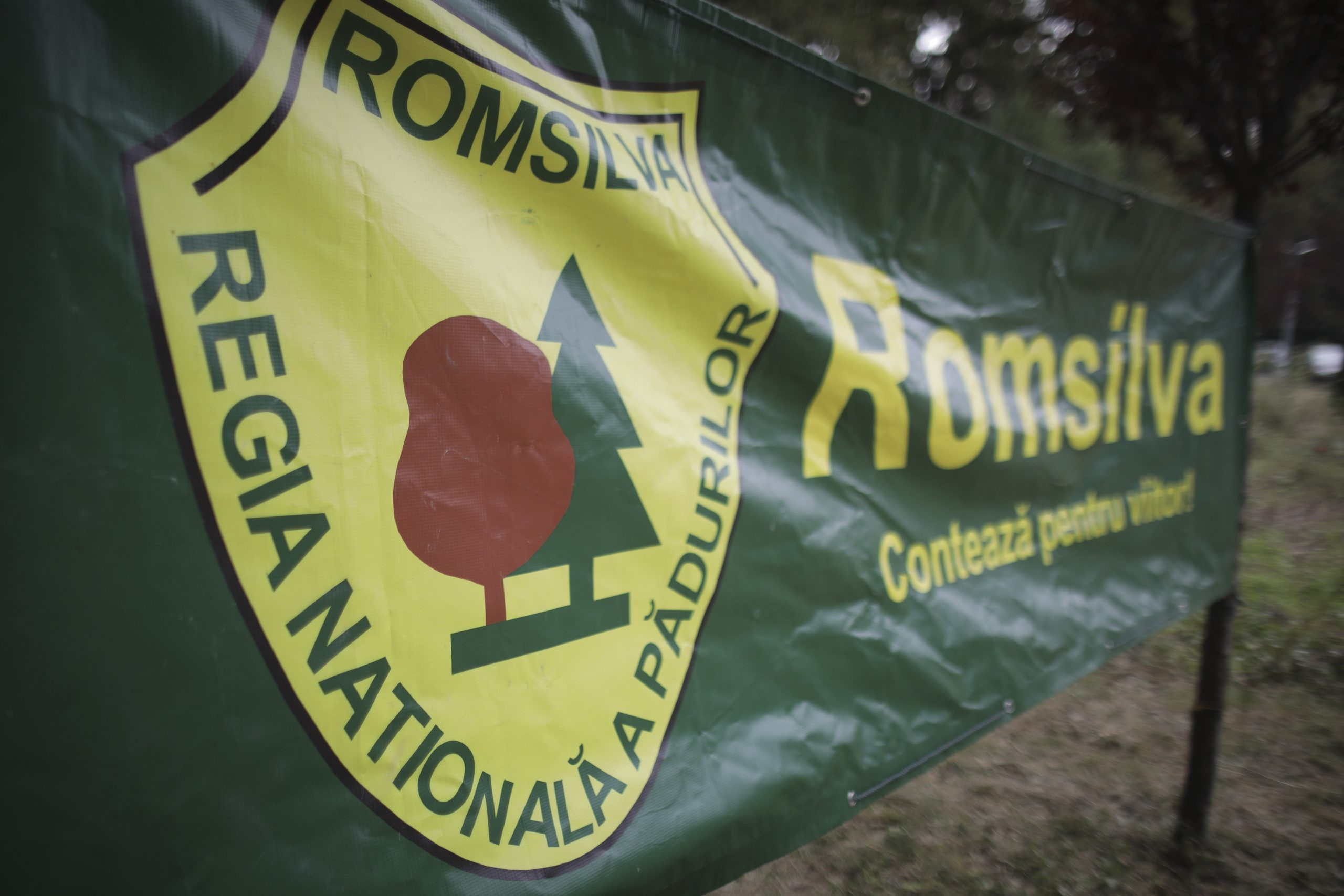Guvernul a adoptat reorganizarea Romsilva. Schimbări majore în sistemul forestier