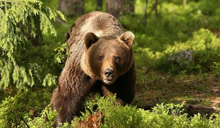 481 de urși bruni vor fi omorâți în acest an